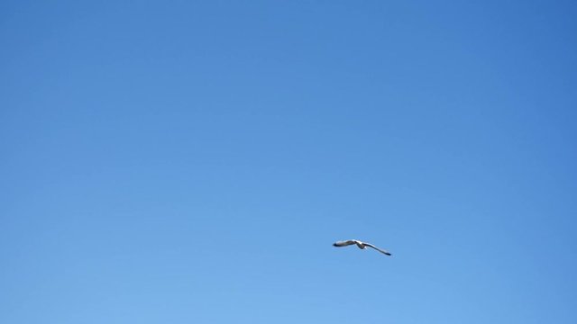 Seagull flying in the air with only a sky for a background - Slow Motion