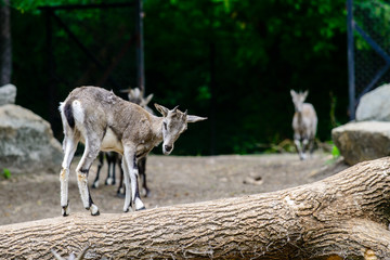 a young mountain goat was born in a zoo