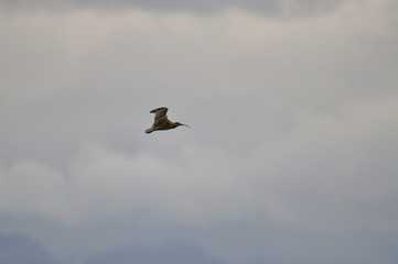 Brachvogel
