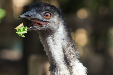 An Australian flightless emu bird catching a piece of lettuce,