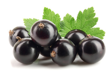 black currant with leaf isolated on white background