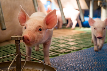 Schweinehaltung - Ferkel an einer Futterschale © Countrypixel