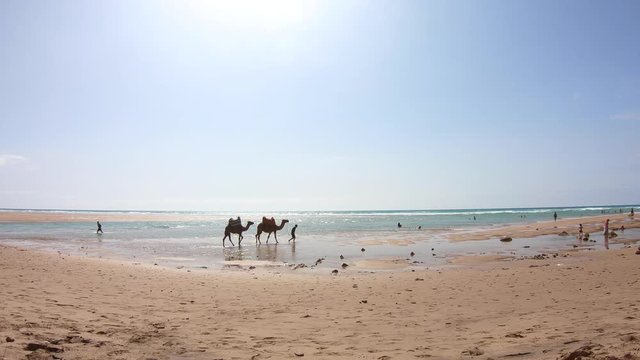 4K Video. Berber man with two camels walking on sand in the beach in Morocco