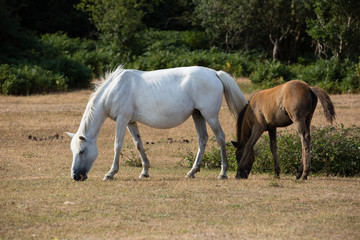 Obraz premium New forest