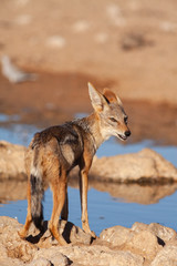 Blacked-Back Jackal at Desert Waterhole 