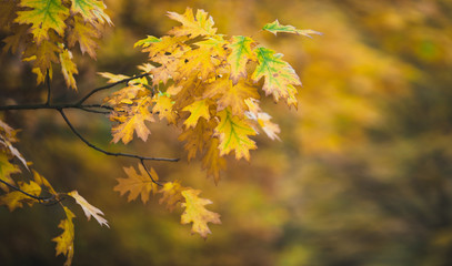 Fototapeta na wymiar Oak branch in autumn park background