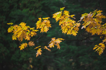 Oak branch in autumn park background