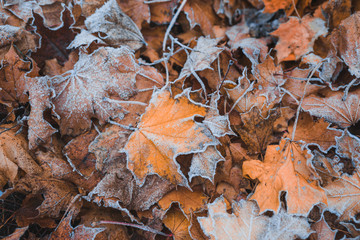 Many frosted yellow mapple leaves on the ground. Autumn background