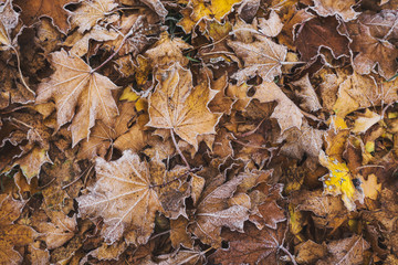 Many frosted yellow mapple leaves on the ground. Autumn background