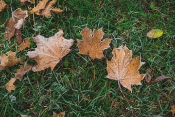 Many frosted yellow mapple leaves on the ground. Autumn background