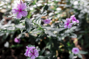 Botanischer Garten Greifswald