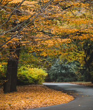 Autumn landscape of yellow leaves park and road