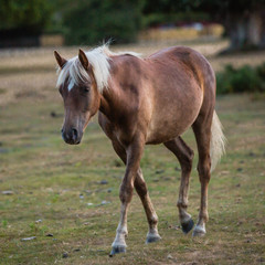 native ponies