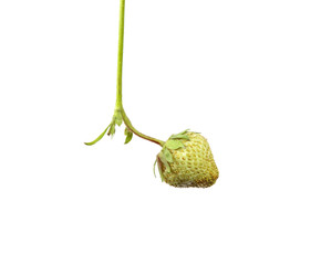 unripe green strawberry with foliage on isolated white background
