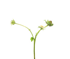 unripe green strawberry with foliage on isolated white background
