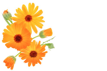 Calendula. Marigold flower isolated on white background with copy space for your text