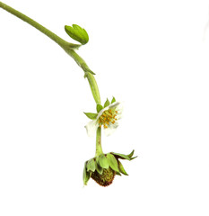 unripe green strawberry with foliage on isolated white background