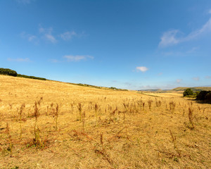 Fields in Dorset D, Dorset Landscape Summer 2018