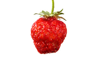 A fresh strawberry berry on a branch on an isolated white background