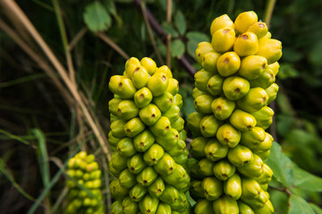 Nature wallpaper background of wild Arum italicum flower berries herbaceous perennial plant. No people.