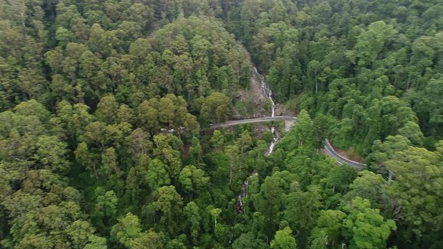 Dorrigo national park rain-forest evergreen valley around waterfall flowing down the slope of the rocks crossing sealed road.
