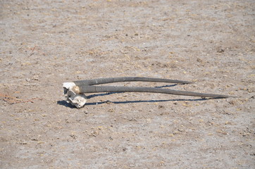 Gemsbok horns, drought 