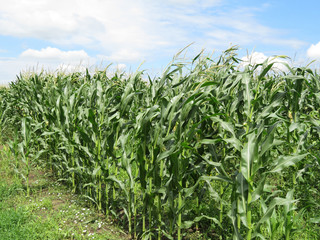 Fototapeta premium Corn field and blue cloudy sky. Agricultural landscape, green corn stalks