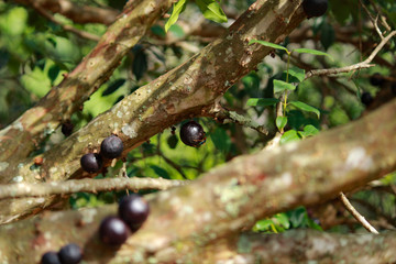 Jabuticaba
