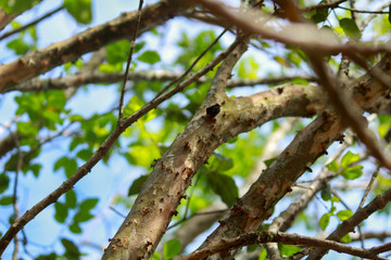 Jabuticaba