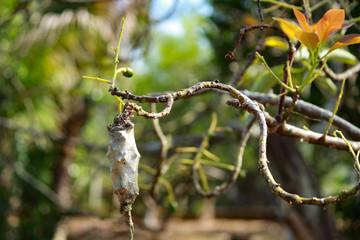 Cocoon