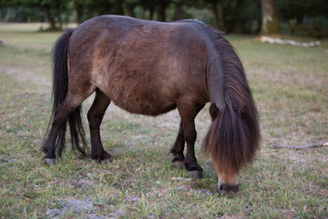 native ponies