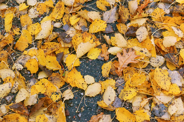 Autumn fallen orange round leaves. Yellow leaves of trees.