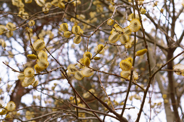 Yellow buds of Willow spring. The furry buds of pussy Willow.