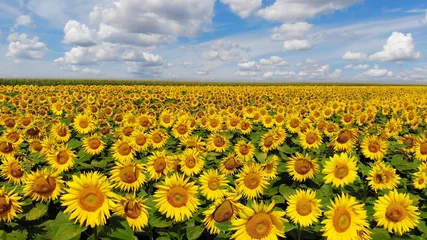 Photo sur Plexiglas Tournesol Aerial view of beautiful yellow sunflower field, countryside landscape