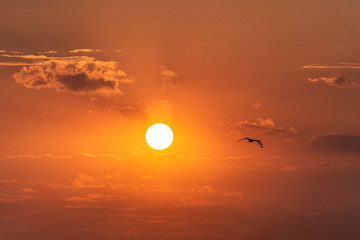 Big sun and seagull