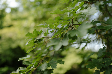 Botanischer Garten Greifswald