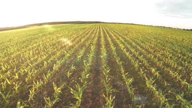 Planting corn. Small shoots of corn. Flight over corn 65