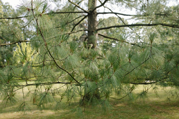Botanischer Garten Greifswald