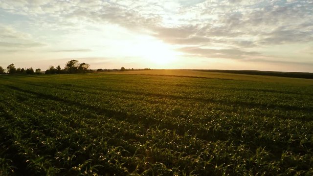 Planting corn. Small shoots of corn. Flight over corn 66