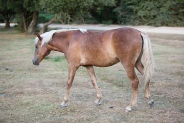 native ponies