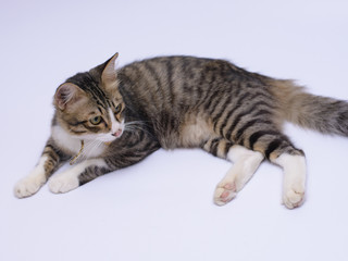 cat isolated on white background