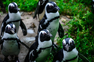flock of penguins close-up