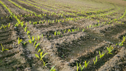 Fototapeta na wymiar Young green seedlings shooting up out of a field in spring