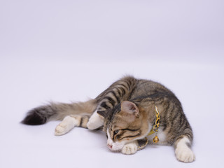 cat isolated on white background