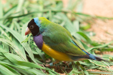 Gouldian finch is a colourful Australian native bird.