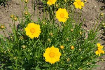 Closeup of yellow flowers of Coreopsis lanceolata