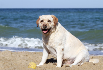 a sweet yellow labrador playing at the sea close up