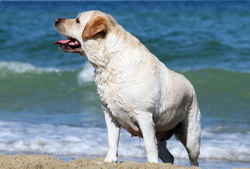 sweet yellow labrador playing at the sea close up