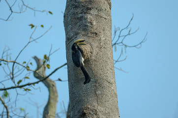 Oriental pied hornbill on the tree in nature