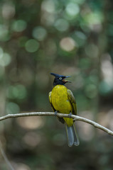 black-crested bulbul perched on branch